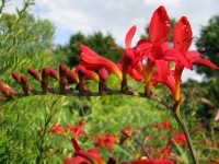 Crocosmia 'Lucifer' Crocosmia 'Lucifer'